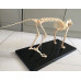 Feline (Cat) Skeleton Model, Life Size