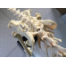 Canine (Dog) Skeleton Model, Life Size Canine (Dog) Skeleton Model, Life Size