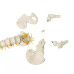 Anatomical Classic Spine Model with Femur Heads Anatomical Classic Spine Model with Femur Heads