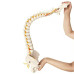 Anatomical Classic Spine Model with Femur Heads Anatomical Classic Spine Model with Femur Heads