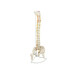 Anatomical Classic Spine Model with Femur Heads Anatomical Classic Spine Model with Femur Heads