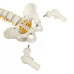 Anatomical Classic Spine Model with Femur Heads Anatomical Classic Spine Model with Femur Heads