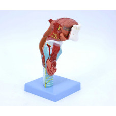 Larynx Model with Tongue and Lower Jaw, 5 Parts, 2X