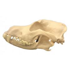 Canine Dog Skull Model, Life Size
