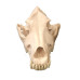 Canine Dog Skull Model, Life Size Canine Dog Skull Model, Life Size