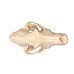 Canine Dog Skull Model, Life Size Canine Dog Skull Model, Life Size