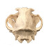 Canine Dog Skull Model, Life Size Canine Dog Skull Model, Life Size