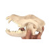Canine Dog Skull Model, Life Size Canine Dog Skull Model, Life Size
