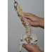 Spine Model, Mini, Flexible