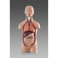 Anatomical Medical Mini Torso Model, 12-Part, 1/2 Life Size, 50cm