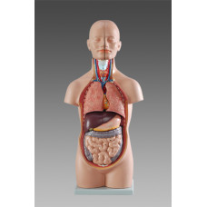 Anatomical Medical Mini Torso Model, 12-Part, 1/2 Life Size, 50cm
