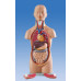 Anatomical Medical Mini Torso Model, 12-Part, 1/2 Life Size, 50cm Anatomical Medical Mini Torso Model, 12-Part, 1/2 Life Size, 50cm
