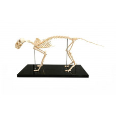 Feline (Cat) Skeleton Model, Life Size