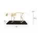 Feline (Cat) Skeleton Model, Life Size