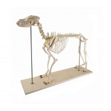 Canine (Dog) Skeleton Model, Life Size