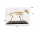 Canine (Dog) Skeleton Model, Small Size Canine (Dog) Skeleton Model, Small Size