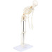 Skeleton, Mini, 85cm, Flexible