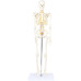 Skeleton, Mini, 85cm, Flexible