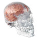 Anatomical Human Classic Transparent Skull Model 3-Parts with 8-Part Brain Model, Life Size