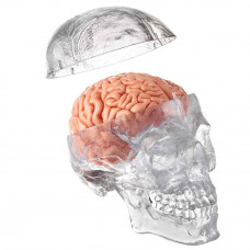 Anatomical Human Classic Transparent Skull Model 3-Parts with 8-Part Brain Model, Life Size