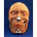 Anatomical Skull with Facial Musculature Model, Life Size