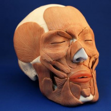 Anatomical Skull with Facial Musculature Model, Life Size