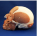 Anatomical Skull with Facial Musculature Model, Life Size