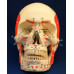 Anatomical Skull with Facial Musculature Model, Life Size
