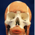 Anatomical Skull with Facial Musculature Model, Life Size