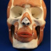 Anatomical Skull with Facial Musculature Model, Life Size