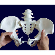 Female Pelvic Skeleton w/4th 5th Vertebrae, Flexible, Elastic Band Connected with Movable Joint, Life Size